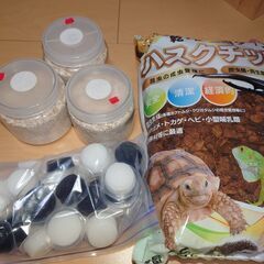 決まりました！謹賀新年　クワガタ福袋　限定１個