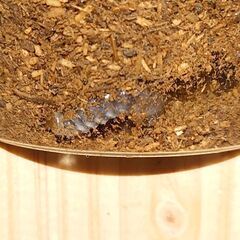 決まりました！謹賀新年　クワガタ福袋　限定１個