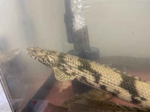 ギニアワイルドエンドリケリーダボラ 45cm前後