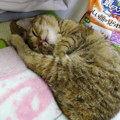 募集を停止いたします(保護猫)寂しがり屋で甘えん坊です。