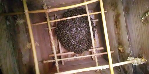 日本ミツバチの重箱式2段巣箱×2セット(待受用)