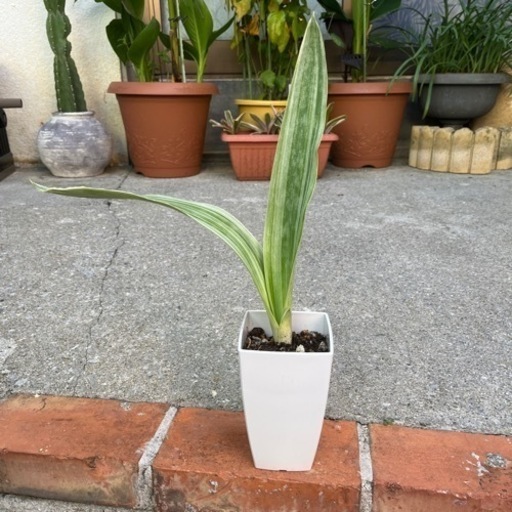 週末限定値下げ】サンセベリアグイネンシスマノリン 観葉植物