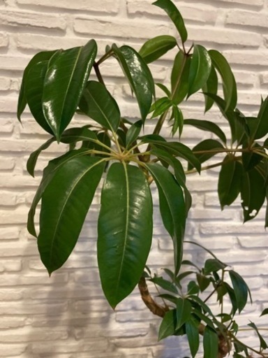 観葉植物 ブラッサイア グリーンプランツ