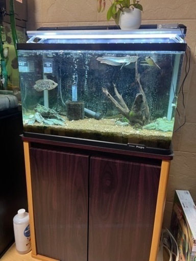 60センチ水槽セット