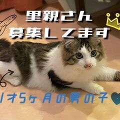 生後9ヶ月位　猫も犬も人も大好きなミミちゃん【1/15(日曜日)...