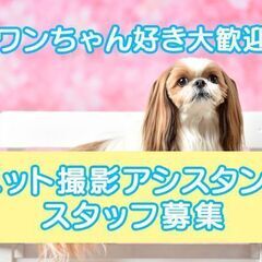 【神戸・東灘】動物好き大歓迎！ペット撮影アシスタントスタッフ募集