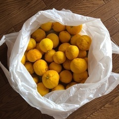無農薬の柚子/約50個