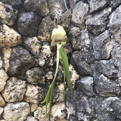 観葉植物　ビカクシダ（ビフルカツム）