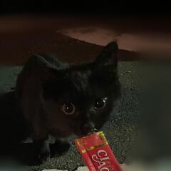 2〜3ヶ月の黒猫