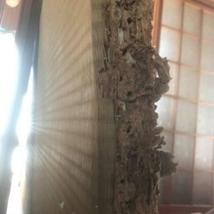 白蟻駆除／予防‼️虫が活発な時期になる前に😨‼️ - 北九州市