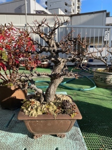 梅/盆栽