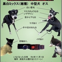 ◆◆◆犬(中型犬)　探してます❗️◆◆◆
