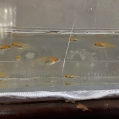 メダカ  篤姫  稚魚  1〜2cm程度10匹+α