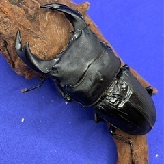 埼玉県 朝霞市のオオクワガタの中古が安い！激安で譲ります・無料で  