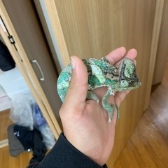 爬虫類　早い者勝ち！エボシカメレオン生体&ゲージ全てセット