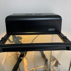 爬虫類　早い者勝ち！エボシカメレオン生体&ゲージ全てセット