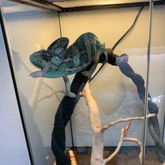 爬虫類　早い者勝ち！エボシカメレオン生体&ゲージ全てセット