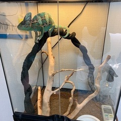 爬虫類　早い者勝ち！エボシカメレオン生体&ゲージ全てセット