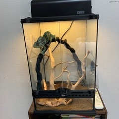 爬虫類　早い者勝ち！エボシカメレオン生体&ゲージ全てセット