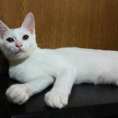 白猫　メス