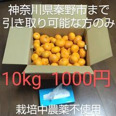 10kg 1000円 みかん ミカン 🍊 神奈川県秦野市まで引き...