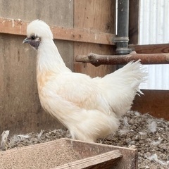 烏骨鶏の雌 - 新発田市