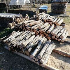 薪ストーブなどの薪用原木、コナラ生木