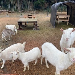 ヤギ好きボランティアさん募集