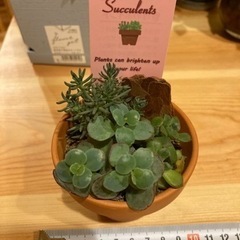 多肉植物の小さな寄せ植え