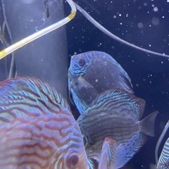 値下げ！　ディスカス ペア　1/8産卵中 3回の繁殖経験有り　