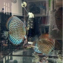 値下げ！　ディスカス ペア　1/8産卵中 3回の繁殖経験有り　