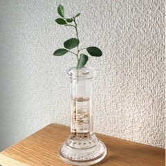 観葉植物　一輪挿しのシルクジャスミン　19cm　おしゃれな花瓶付き