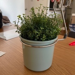 IKEA 観葉植物フェイク