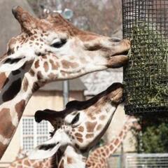 1/14（土）【上野動物園で友達作り】【ディズニー好き向け友活】...