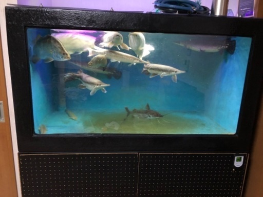 今月中のみ特価！！問い合わせ下さい。大型水槽　大型魚　古代魚　アロワナ