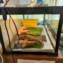取引中　特大　爬虫類ケージ　