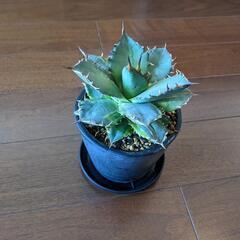 【お譲り先決定しました】【美品】アガベ　Agape②／ 多肉植物...