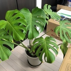 観葉植物 モンステラ 大株