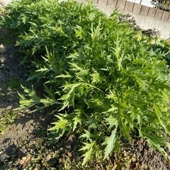 採れたて新鮮水菜🌿