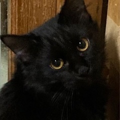 長毛黒猫レディ❤️
