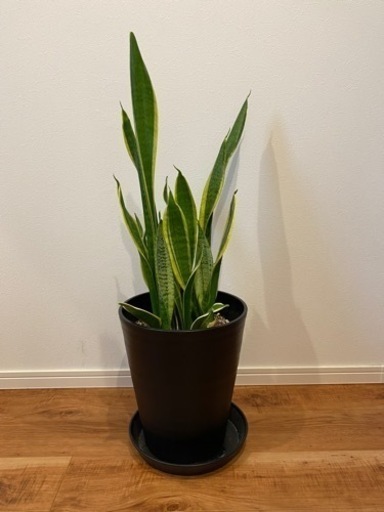 観葉植物