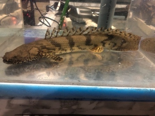 ポリプテルス　エンドリケリー 約４３センチ　ワイルド個体