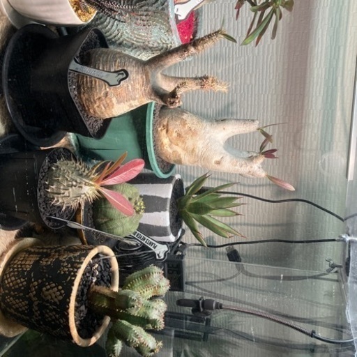 マダガスカル植物コーデックス