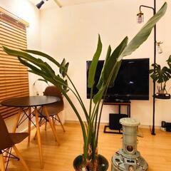 【大型観葉植物】ストレリチア オーガスタ 153cm