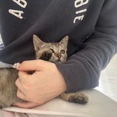 【譲渡決定】🐈生後約3ヶ月の子猫♀❤️キジトラ - うるま市