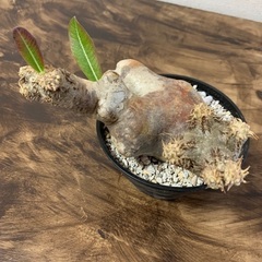 パキポディウムエブレネウム 現地株発根済み