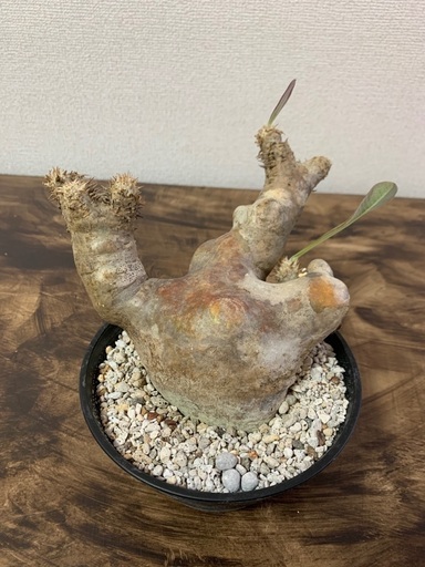 パキポディウムエブレネウム 現地株発根済み