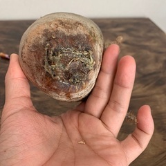 パキポディウム グラキリス 現地株 未発根