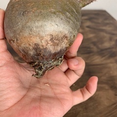 パキポディウム グラキリス 現地株 未発根