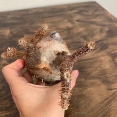 パキポディウム グラキリス 現地株 未発根